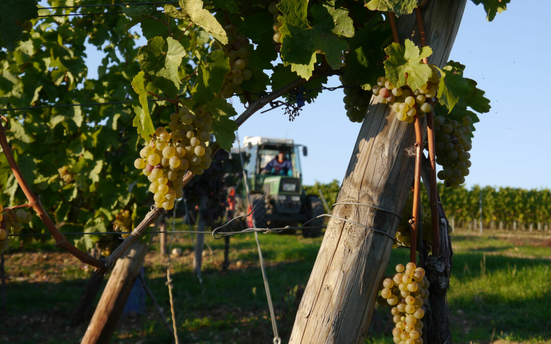 Frisch geerntet – jetzt probieren!