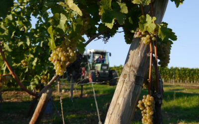 Frisch geerntet – jetzt probieren!