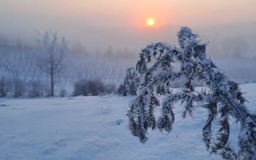 Glühweinzeit im Zellertal!